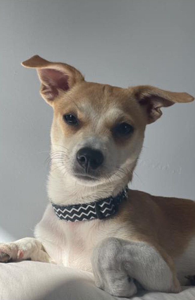 Betty: Kylie Bretherton's 2 year old Jack Russell x Mini Foxy