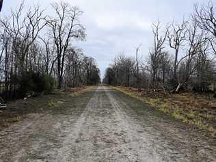 GONE: Hail stripped the leaves off trees on this road near watermelon farmer Tom Brett's property. Picture: Brooke Duncan