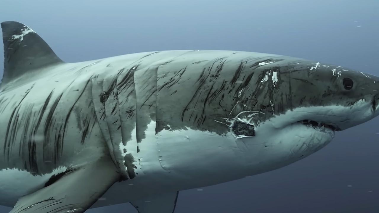 Cinematographer videos ‘world’s most battered’ great white shark in