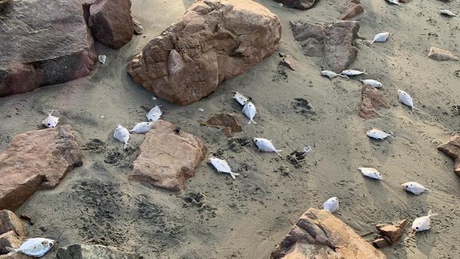 Dead fish found on Kings Beach, Bowen, on August 7, 4.45pm. Kings Beach is a popular off-leash dog beach.