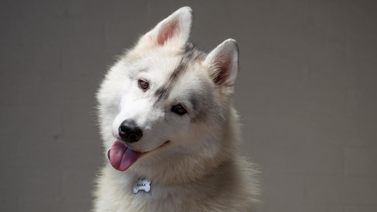 Max the hero Siberian husky who saved his owner, Shaune Martin's, life after she suffered near fatal injuries. Photo: David Kelly.