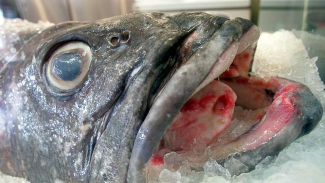 The huge Bass Groper on display at Mures Fish Centre on the Hobart Waterfront