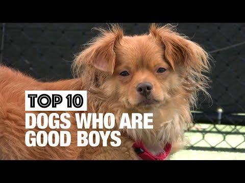 Top 10 Dogs Who Are Good Boys. Credit – Various via Storyful