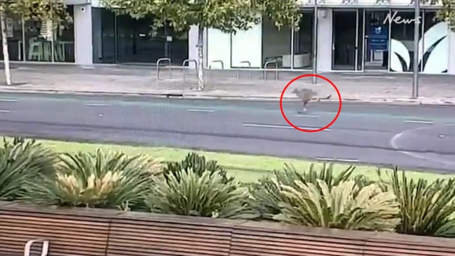 Kangaroo bounds through Adelaide CBD