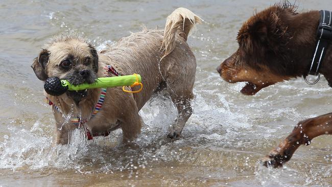 Wilbur keeps a tight hold of his “pretend” stick. Picture: Martin Lange