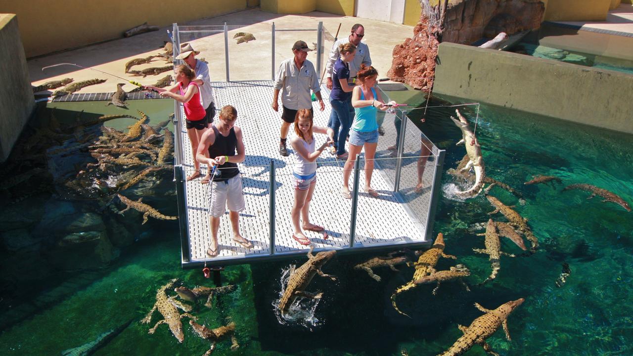 Развлечение в мире животных. Crocosaurus Cove Австралия. Darwin Crocosaurus Cove Aquarium. Дарвин пляж с крокодилами. Бухта крокодил.