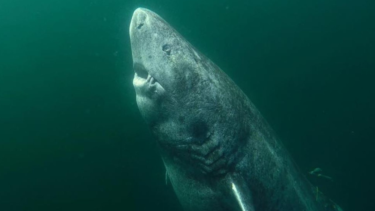 The Greenland shark spends most of its time deep underwater but comes to the surface to feed on large mammals. Picture: @JUNIEL85/Instagram