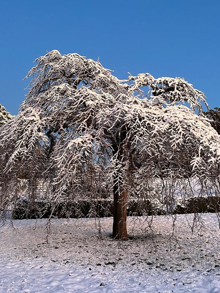 Snow covers the beautiful gardens. Hillandale Gardens in Yetholme, NSW.