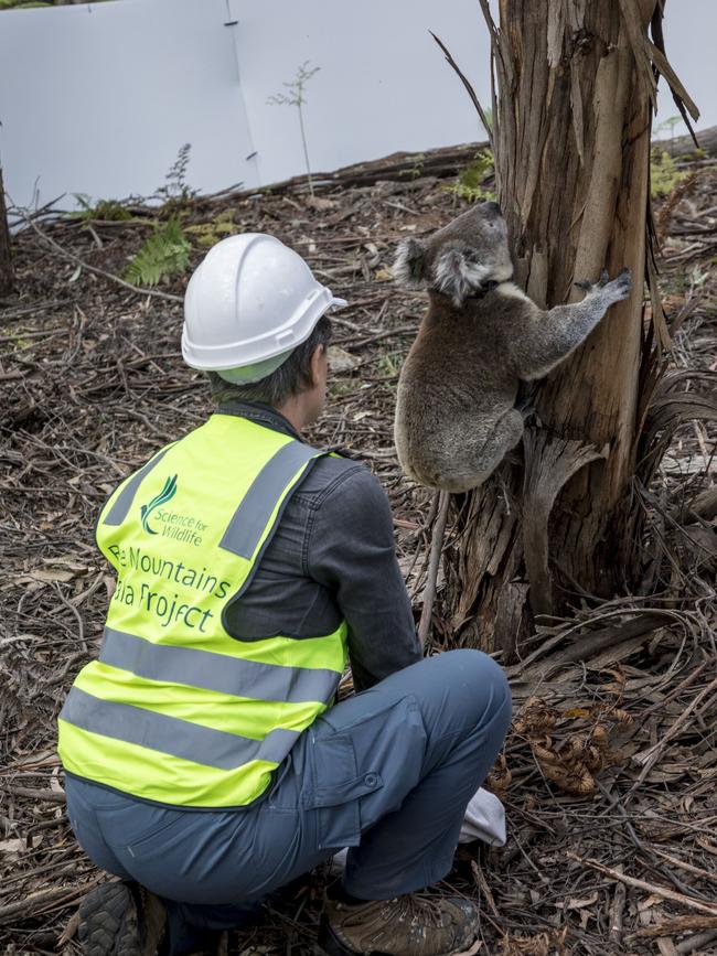 Dr Kellie Leigh retuning Karlie back to the wild. Picture: Science For Wildlife