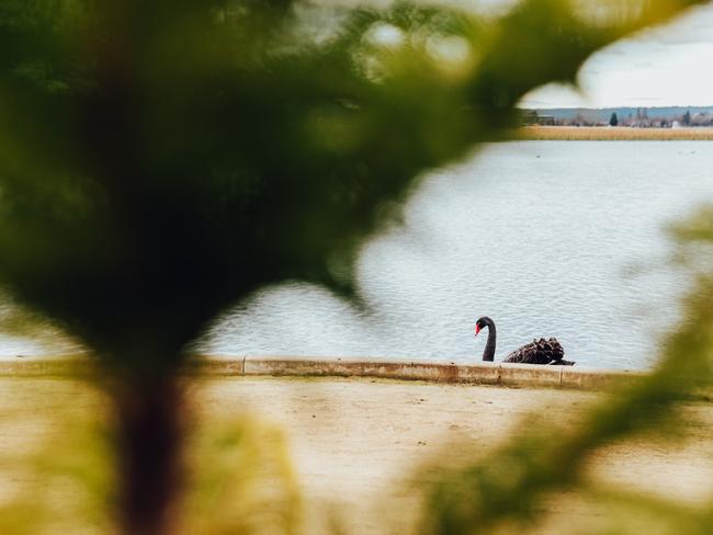 A black swan at Lake Wendouree.