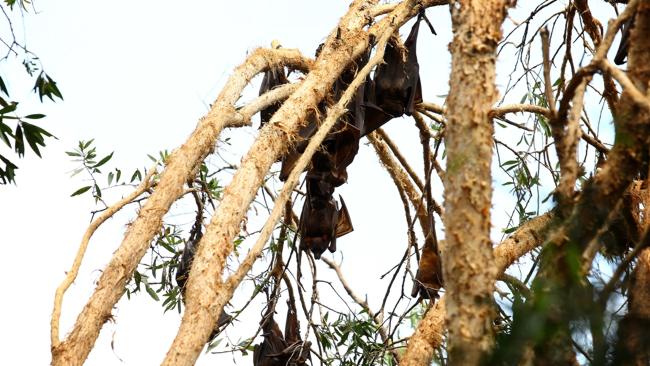 Some bats didn't even fall to the ground.