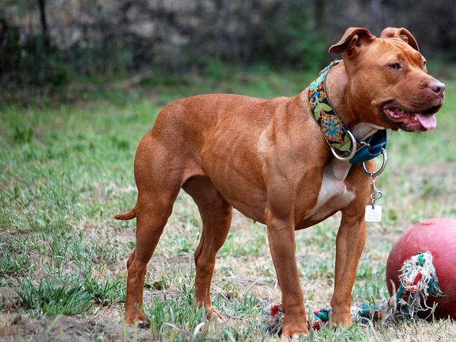 The Queensland government has banned five dog breeds and toughened penalties for owners whose dog attack. An American Pit Bull terrier breed. Picture: Wikicommons