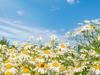 Pushing daisies to the top of your garden wish list