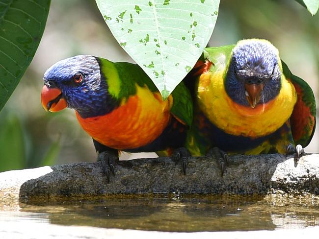 Mysterious lorikeet disease on the rise in Gympie region