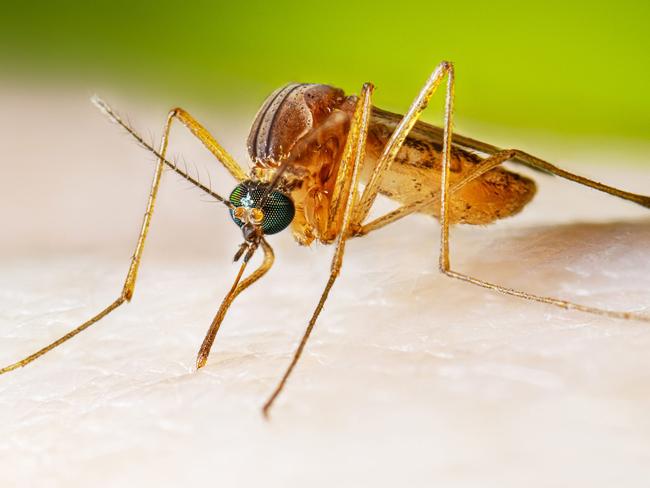 Adult female Cx. quinquefasciatus mosquito taking a blood meal. Picture: Supplied