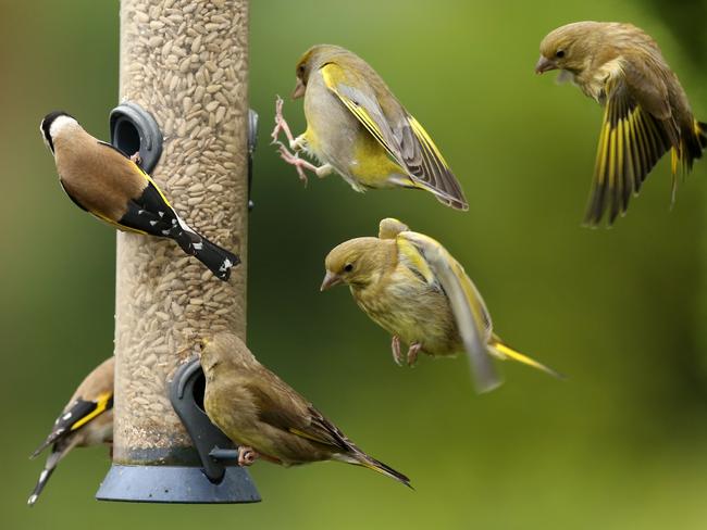 Greenfinches and Goldfinches on and around a bird feeder.