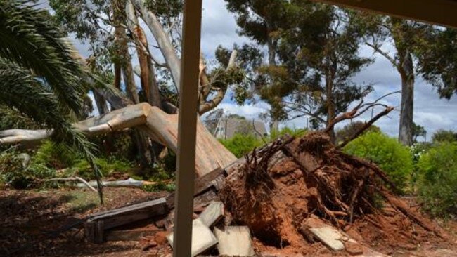 Uprooted trees in Barmera.