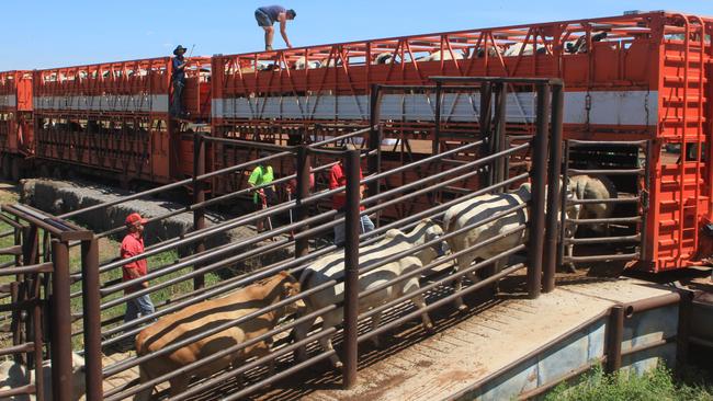 Cattle are loaded into pens of between 20 and 30 aboard the trucks. Picture: Charlie Peel