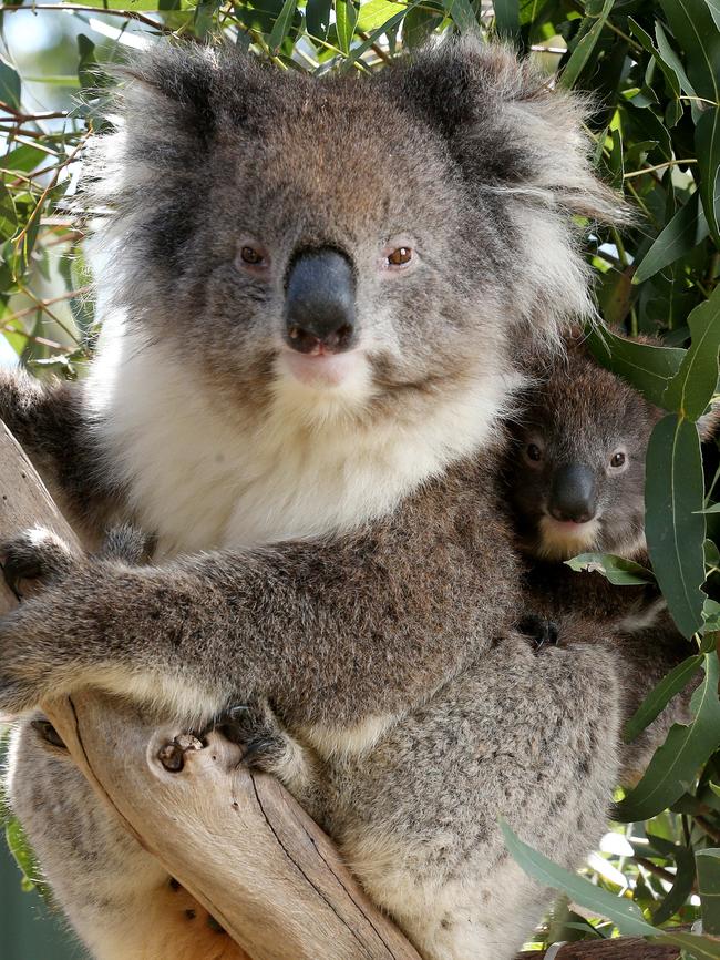 A koala at Cleland with her joey. Picture: Calum Robertson