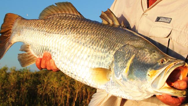 Corey Dysart with a 101cm chrome barra caught on a Classic F18 in the NT