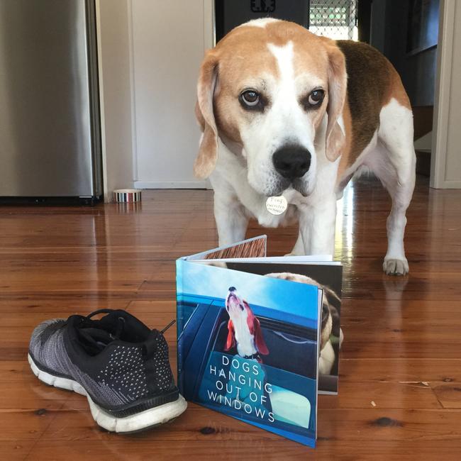 CRUZ: The beagle has a unique way of getting his mum’s attention, bringing her a procession of items to distract her while she’s doing pilates.