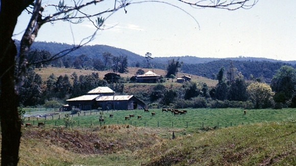 GCB Historic Rivermill, Gold Coast Arrowroot growing at the Rivermill farm operated by the Walker family, Upper Coomera, Queensland, circa 1920s [picture] / Photographer unknown.