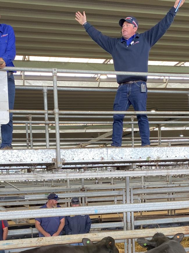 Agents take bids at the Wodonga store cattle sale today where just 1200 cattle were yarded due to the wet conditions, but prices were judged dearer.