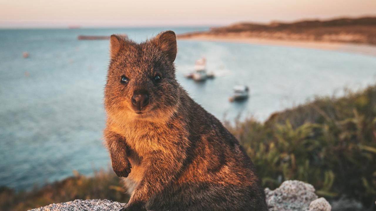 A quokka on the idyllic Rottnest Island.