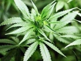 A RETIRED Gympie region man claimed he grew 11 marijuana plants at his Glenwood home "for research purposes".