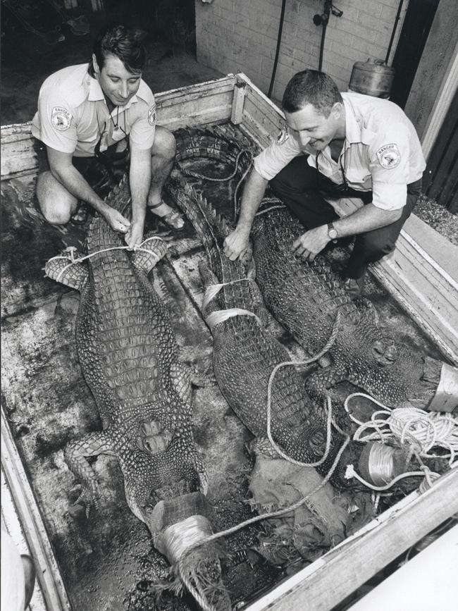 Conservation Commission Officers Gary Shearsby (left) and Stewart Woerle with the three crocodiles they caught.
