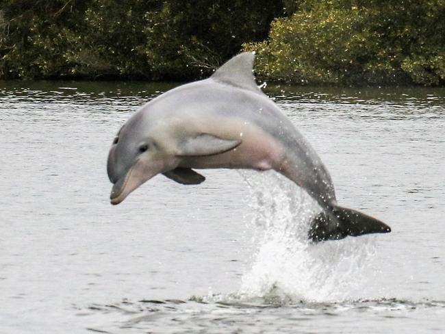 Speed limits in the Adelaide Dolphin Sanctuary may be changed by the State Government to better protect the Port River dolphins. Picture: Marianna Boorman