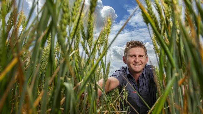 Looking good: Cameron Krahe in Scepter wheat at Serpentine where they have had good rainfall this year, with 350mm for the season so far. Picture: ZOE PHILLIPS