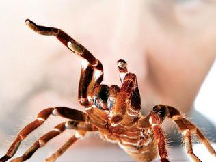 RESEARCH: Professor Glenn King from the University of Queensland's Institute for Molecular Bioscience with one of the spiders used in his research.