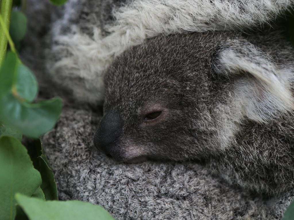 The last of WILD LIFE Sydney Zoo’s koala joeys for 2020 named Sapphire has confidently emerged from her mother Scarlet's pouch. Picture: NCA Newswire/Gaye Gerard