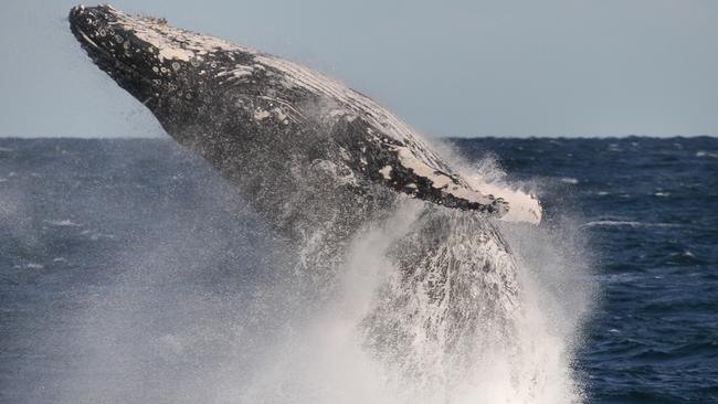 Whale watching season and whales have been spotted beside the Manly ...