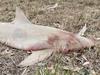 Dead shark mysteriously ends up on SA landowner’s driveway