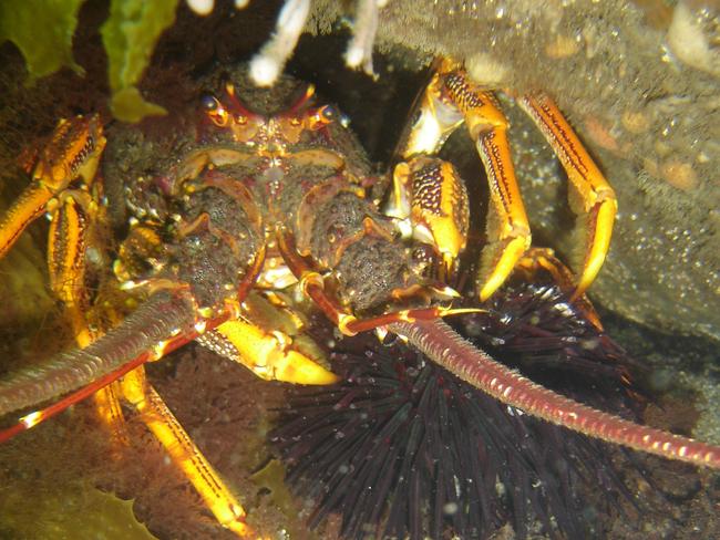 A rock lobster eating a sea urchin off Tasmania's east coast.