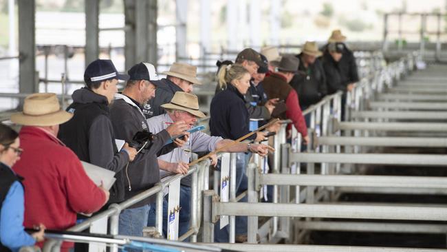 LIVESTOCK: Ballarat Saleyards cattle salesPICTURED: Ballarat Saleyards cattle sales. Agents selling cattle. Generic cattle sales. Stock Photo.Picture: Zoe Phillips