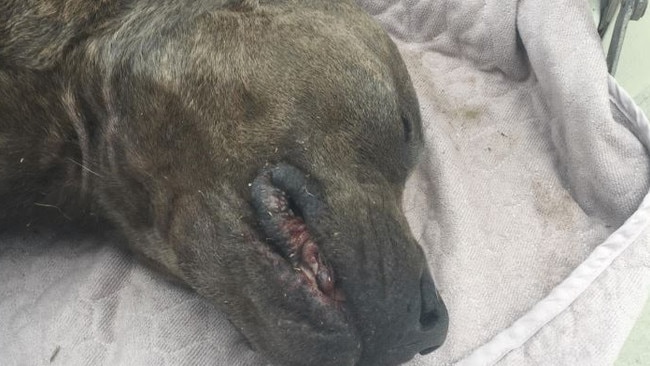 American Staffordshire Bull Terrier Bronx, 4, which died of heatstroke after being chained in the sun with no water. Picture: Supplied