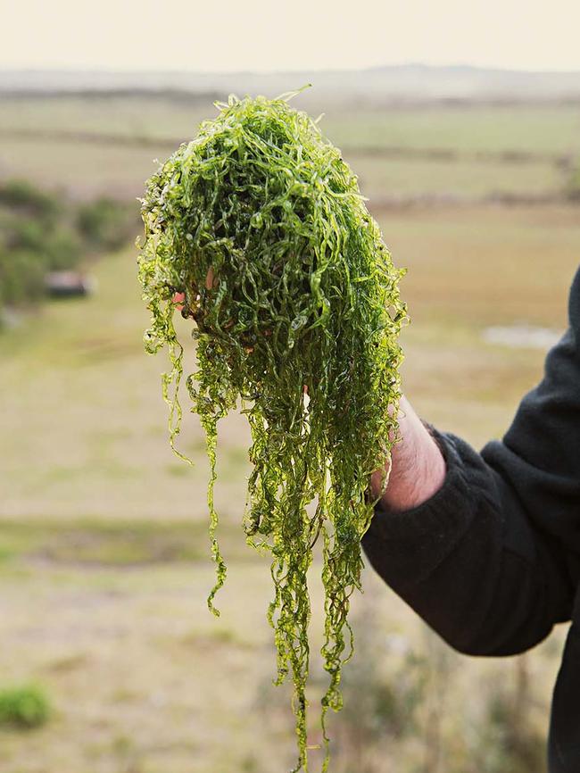 “At Snowy River Station diversity is the key,” says Andrew French. Picture: Jessica Shapiro