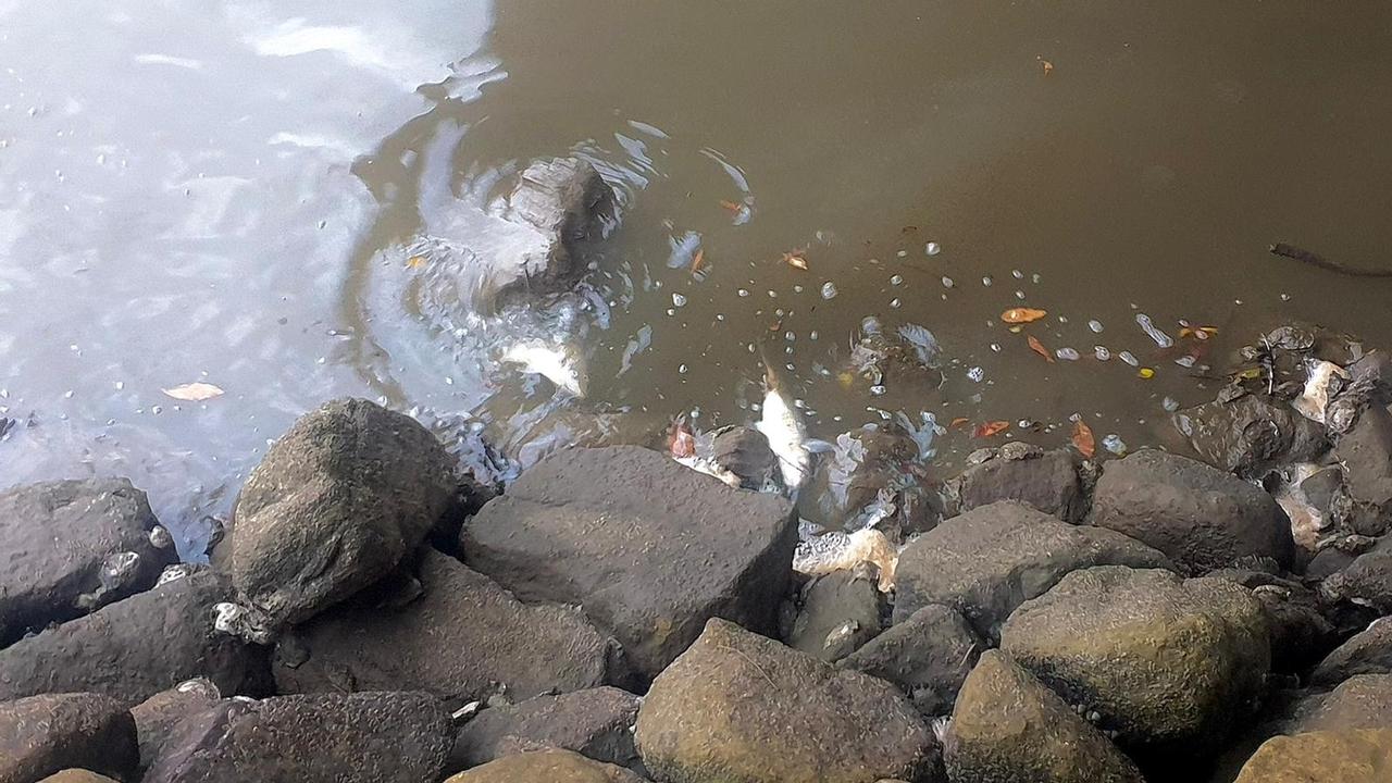 The EPA are investigating the fish kill in the river. Picture: Jennifer Dixon