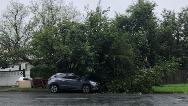 A tree has fallen on a car near Shepard St and Short St in Bowral. Picture: Maddie Midson