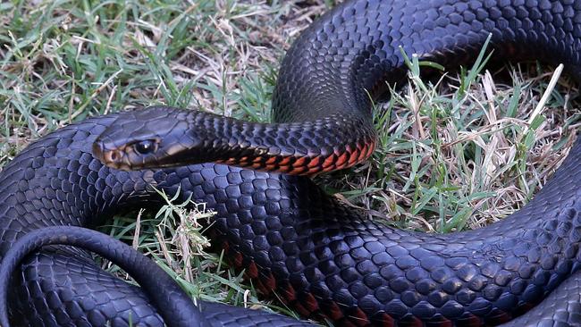 Snakes - Campbelltown City Council