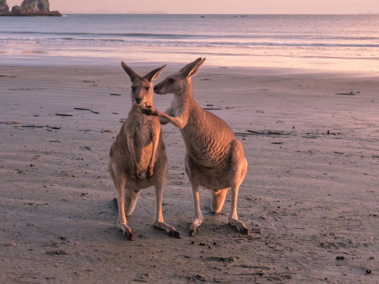 Wallabies Cape - Best things to do in QLD