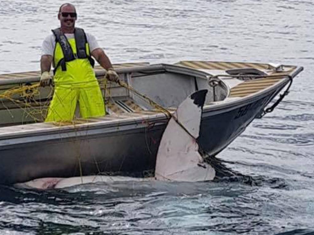 19/11/2018 A 4.6m white shark caught off the coast of Maroubra, NSW. Source: Blue Reef Fishing Charters