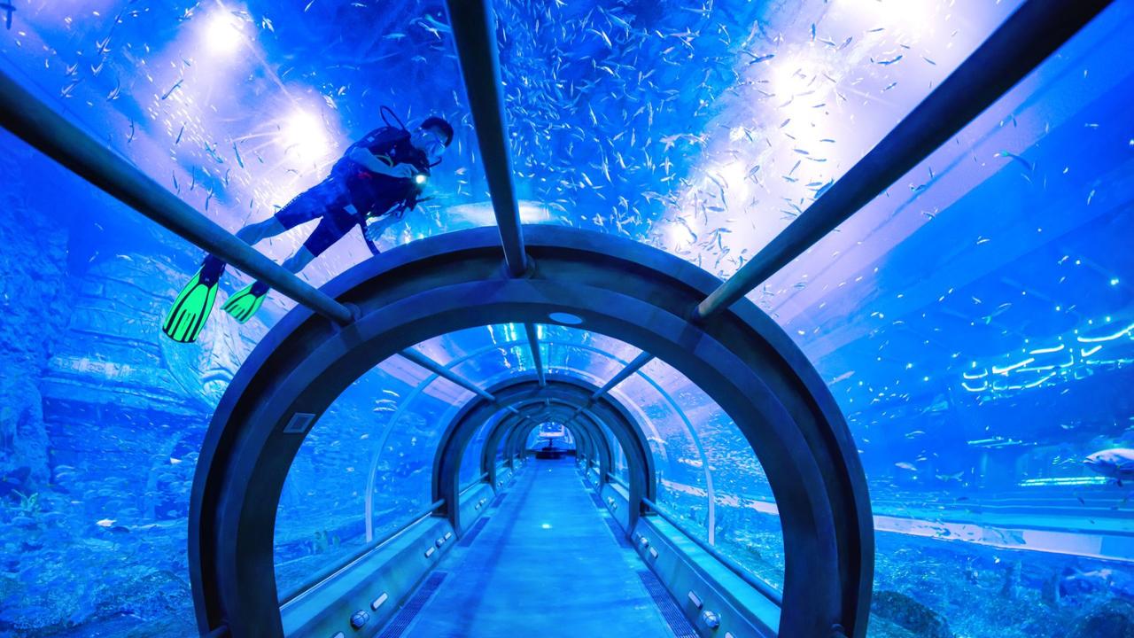 Vietnam’s Sea Shell Aquarium tunnel. Photo: Advanced Aquarium Technologies.