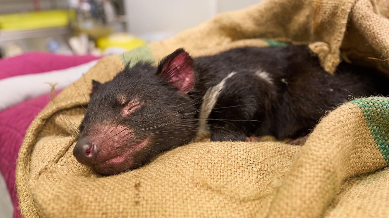 Breaking News Breaking News A Tasmanian devil gets a bath after becoming covered in oil. Pic:  Michael Eastwell.