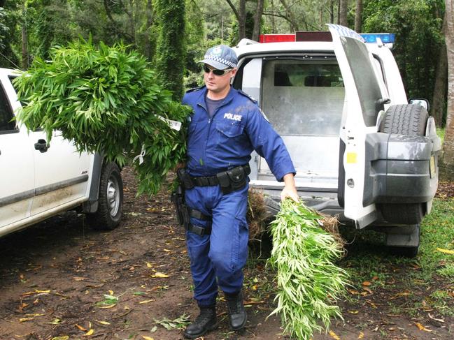 Police removing marijuana crops scattered through bush and national parks.