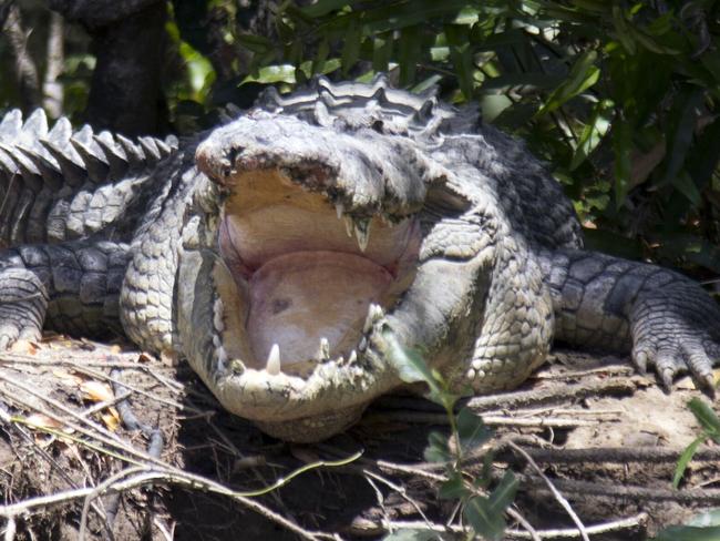 A crocodile basking on the bank of the Pioneer River. generic.