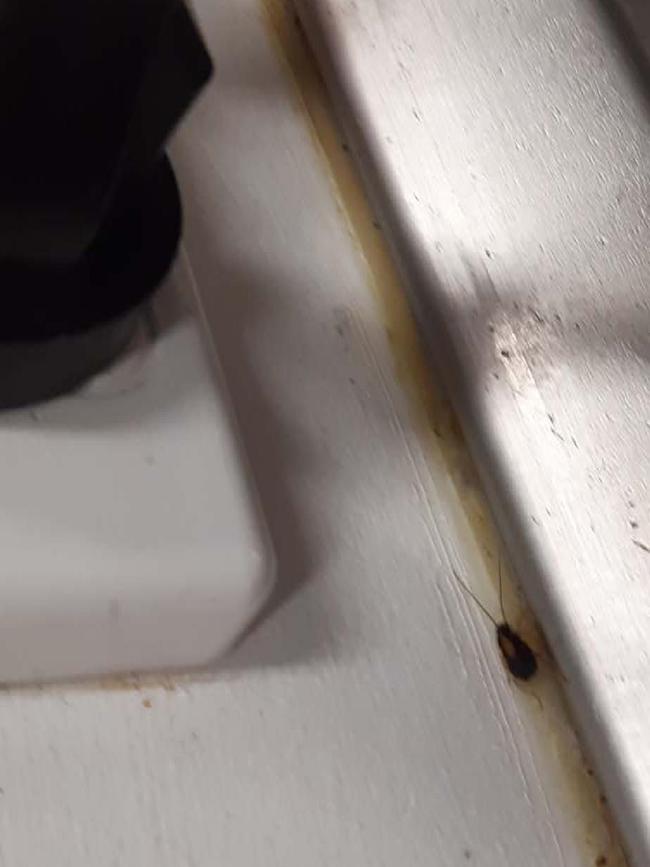 Crema Espresso Franchising was fined after cockroaches found at its Indooroopilly store.